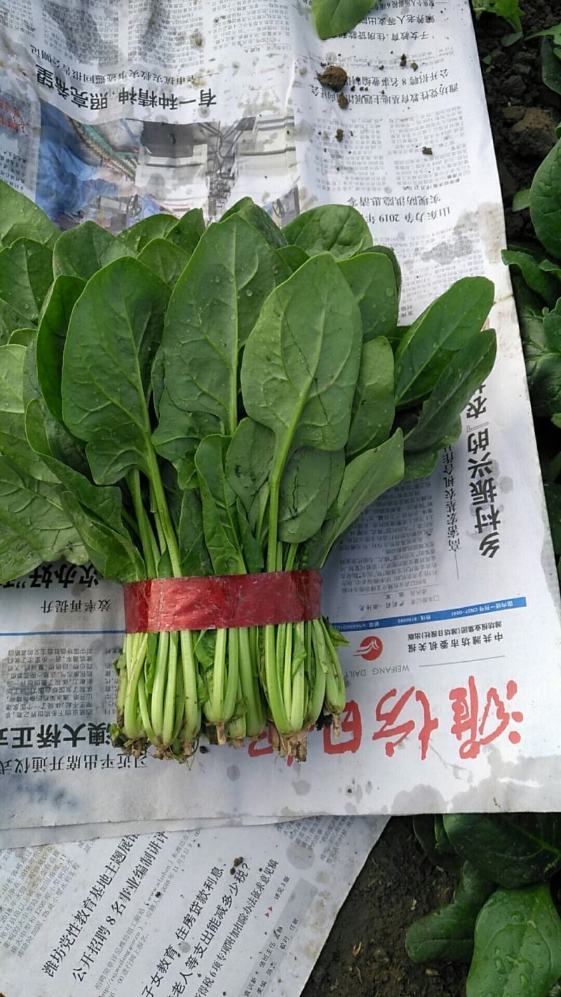 产地供应大量优质大叶菠菜