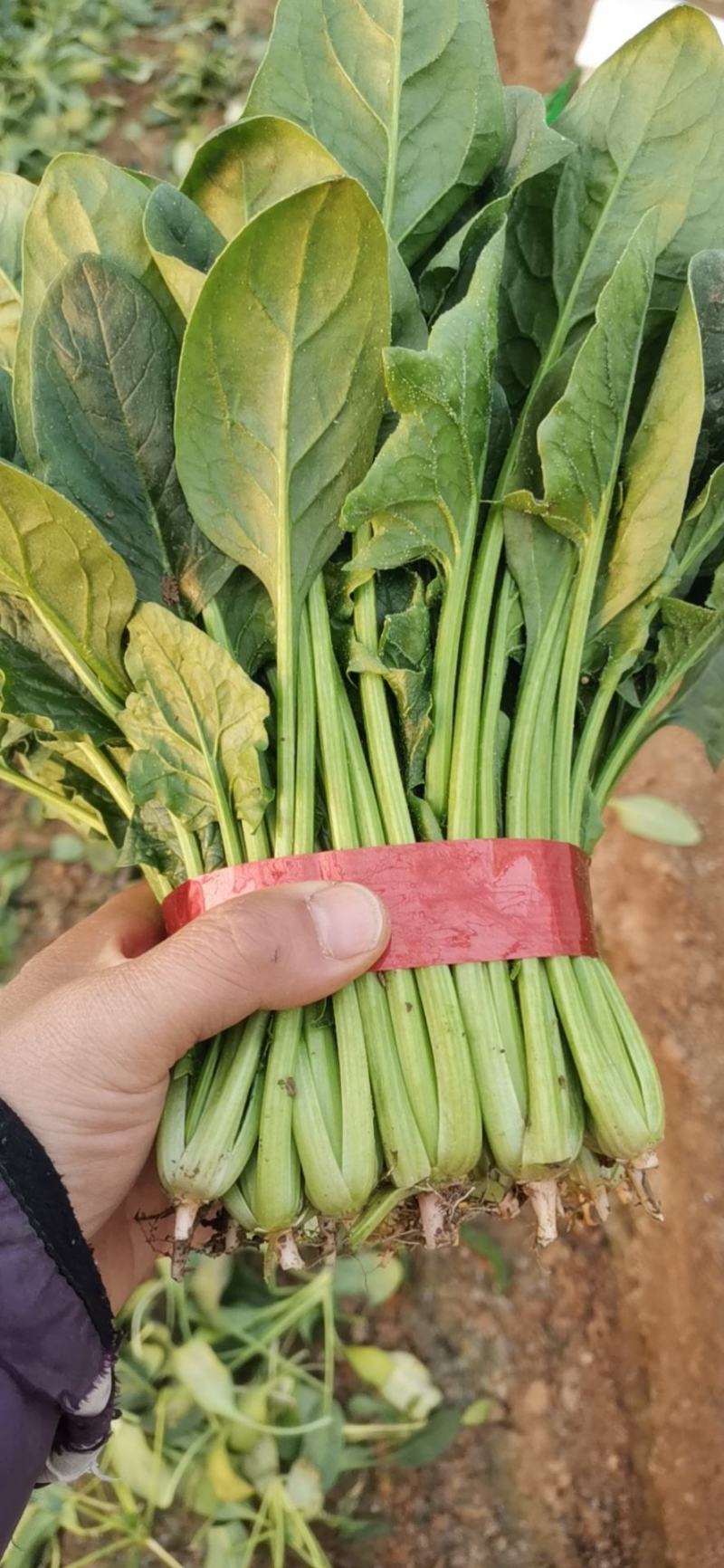 产地供应大量优质大叶菠菜