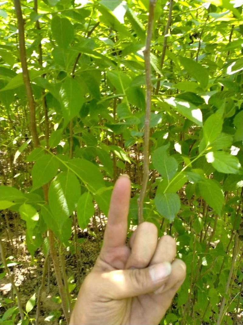 【精选】当年杜仲小苗中药材小苗杜仲树丝棉树小苗基地直发
