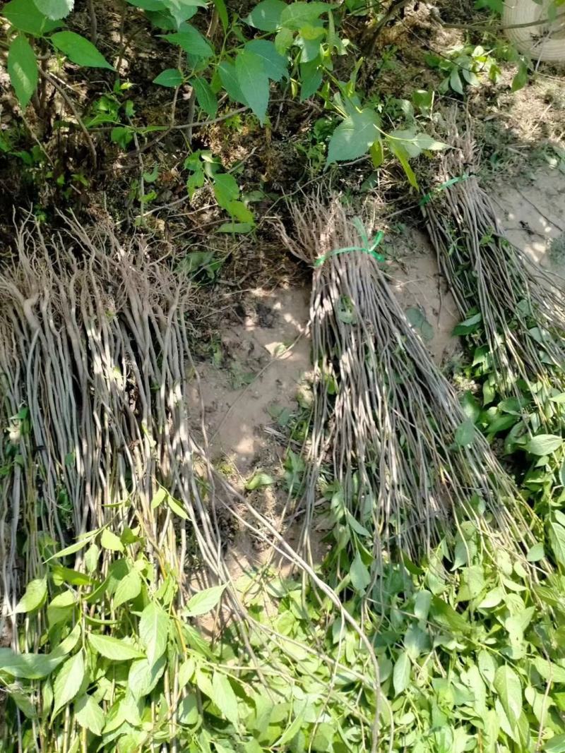 【精选】当年杜仲小苗中药材小苗杜仲树丝棉树小苗基地直发