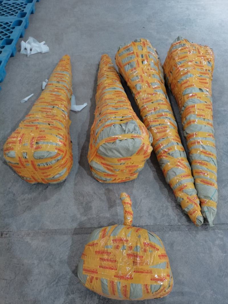 【精选】当年杜仲小苗中药材小苗杜仲树丝棉树小苗基地直发