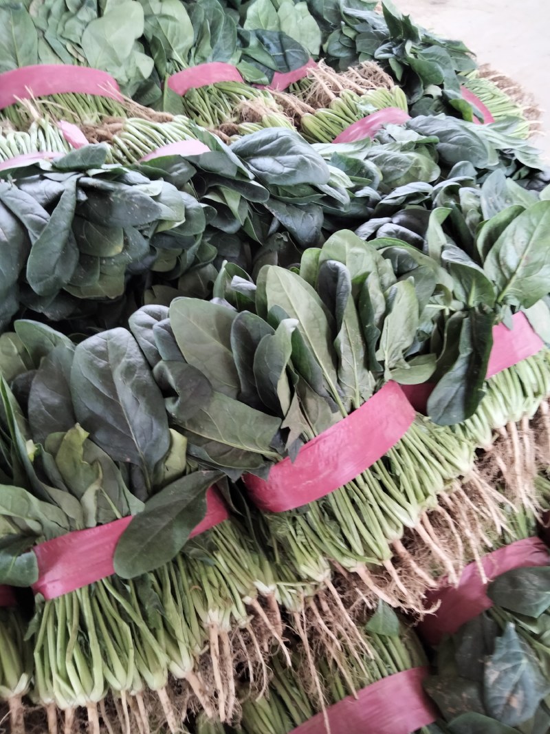 河南滑县大叶菠菜大量上市中，望各位老板前来订购