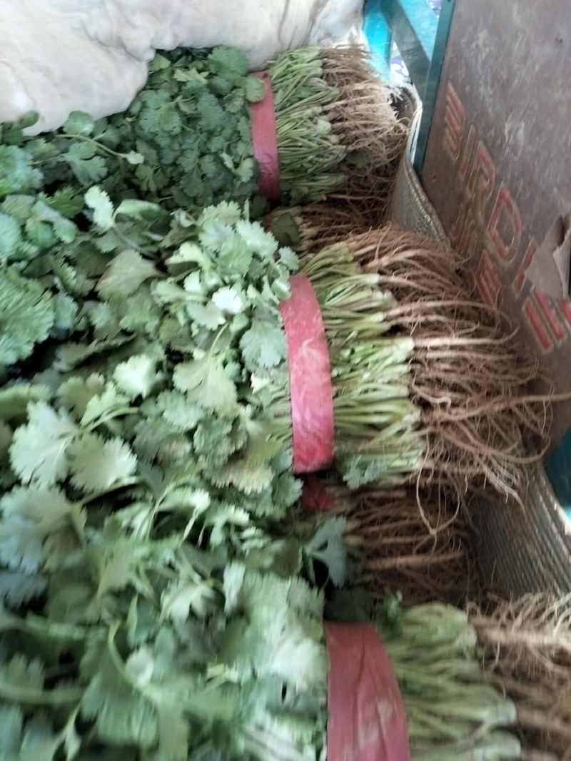 河南安阳滑县精品大叶香菜，大量上市了，迎新老客户前来订购