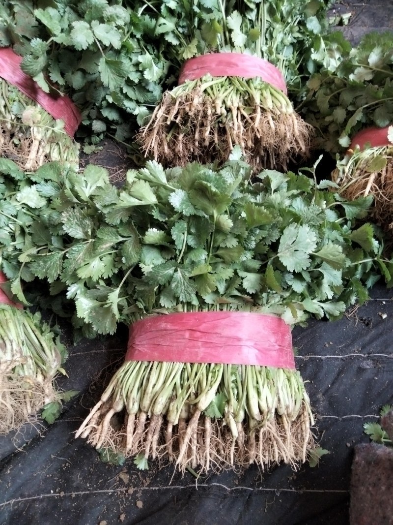 河南安阳滑县精品大叶香菜，大量上市了，迎新老客户前来订购