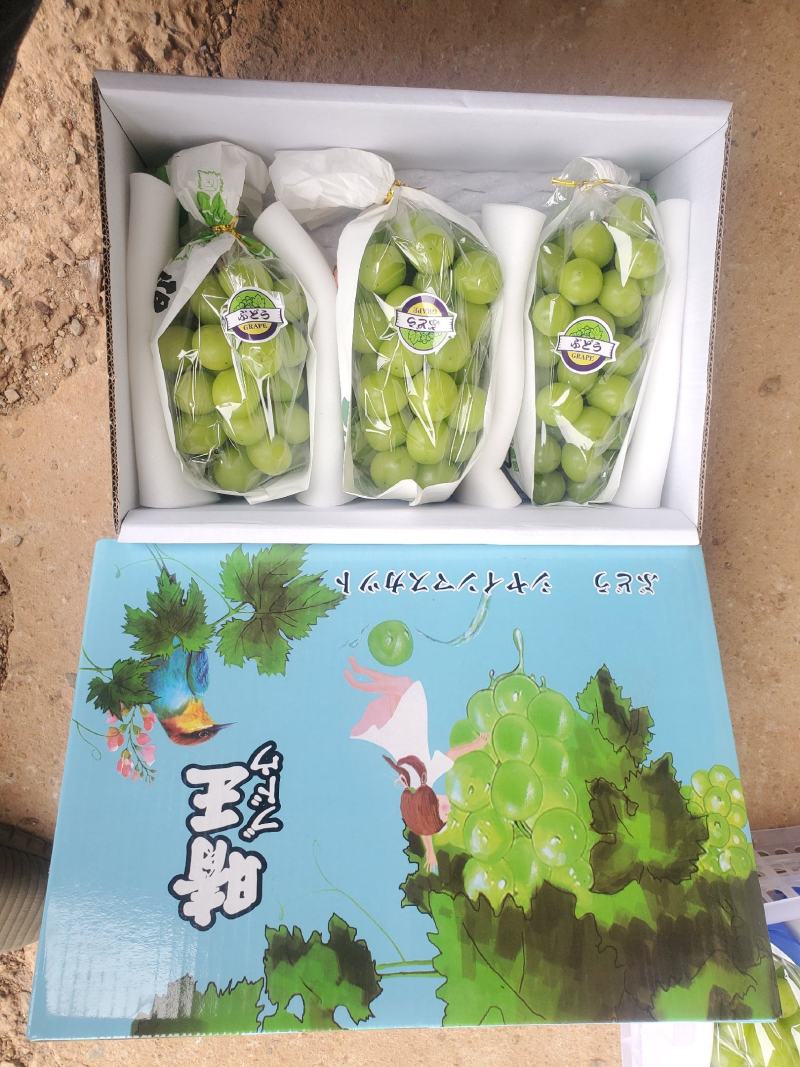 纯甜香味足硬度好云南建水元谋阳光玫瑰香印晴王一级二级三级