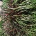 红象草种节牧草品种都是当天现砍现发保障质量