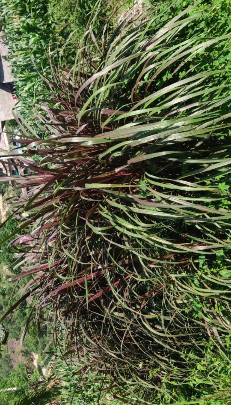 红象草种节牧草品种都是当天现砍现发保障质量