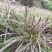 红象草种节牧草品种都是当天现砍现发保障质量