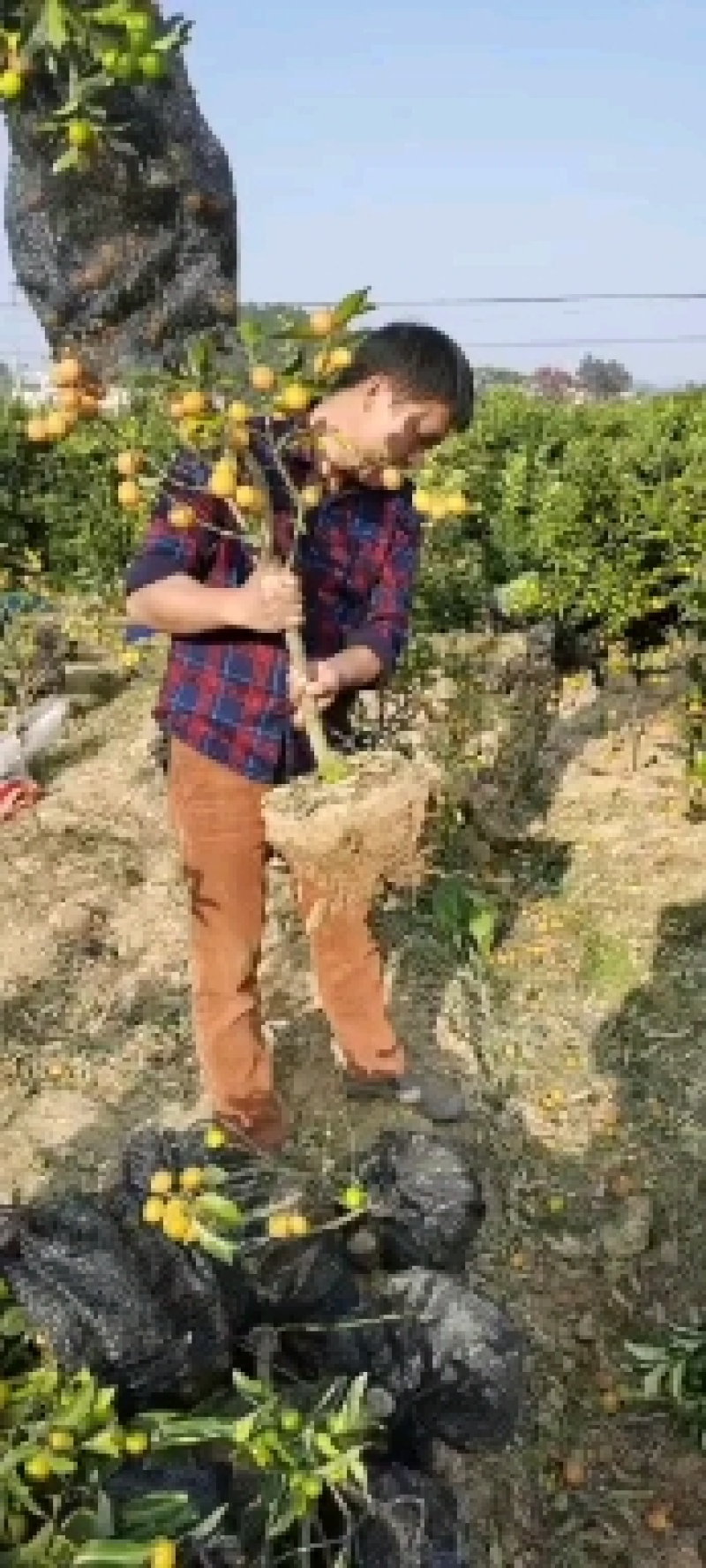 四季金桔苗脆皮金桔苗带果可直接食用可种植可观赏