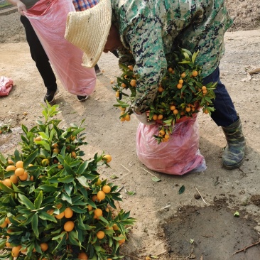四季金桔苗脆皮金桔苗带果可直接食用可种植可观赏