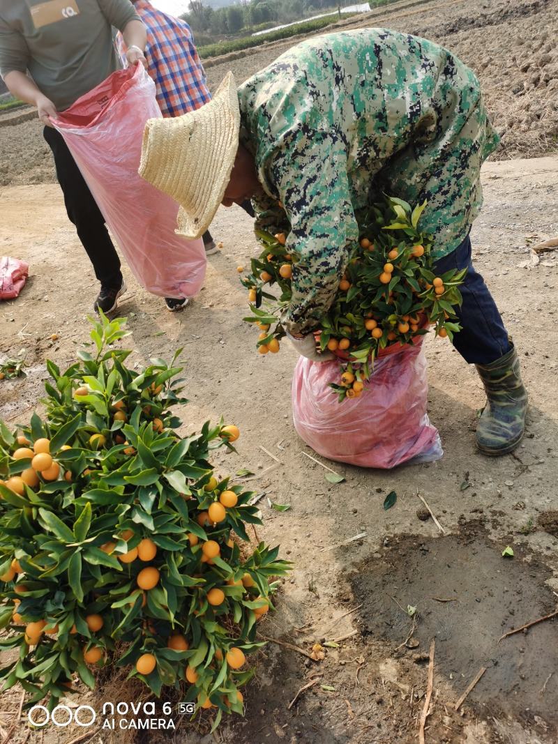 四季金桔苗脆皮金桔苗带果可直接食用可种植可观赏