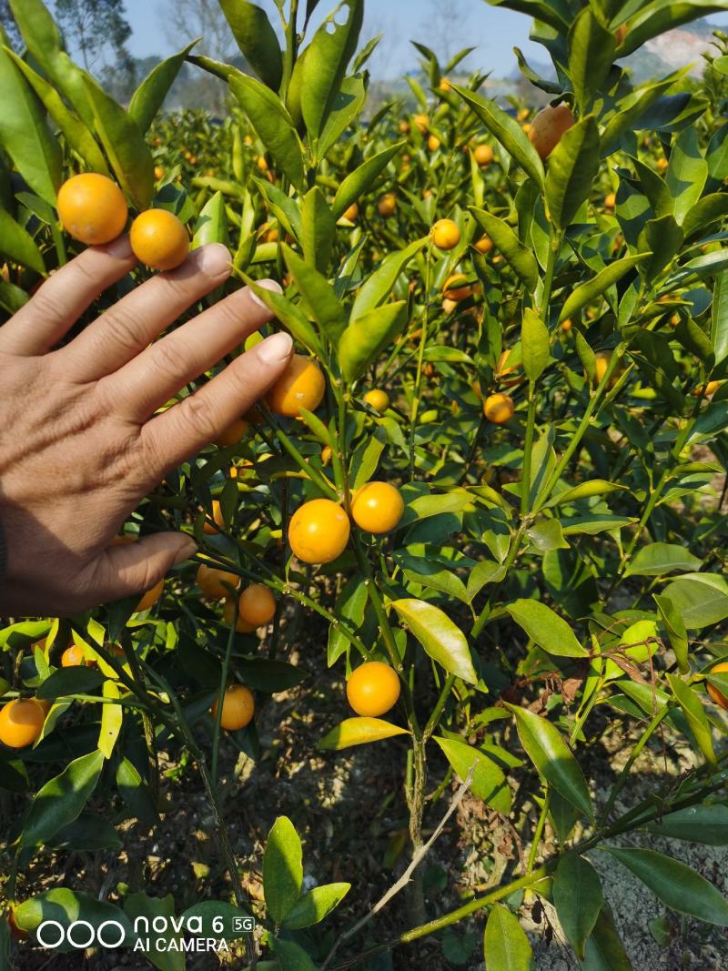 四季金桔苗脆皮金桔苗带果可直接食用可种植可观赏