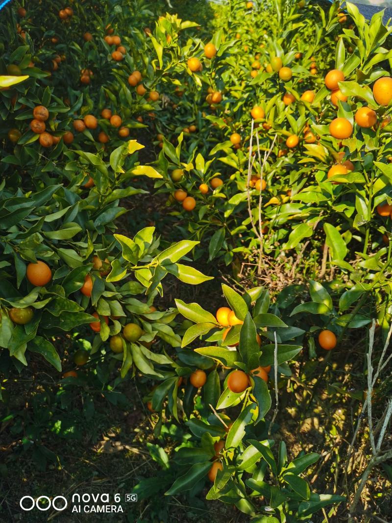 四季金桔苗脆皮金桔苗带果可直接食用可种植可观赏