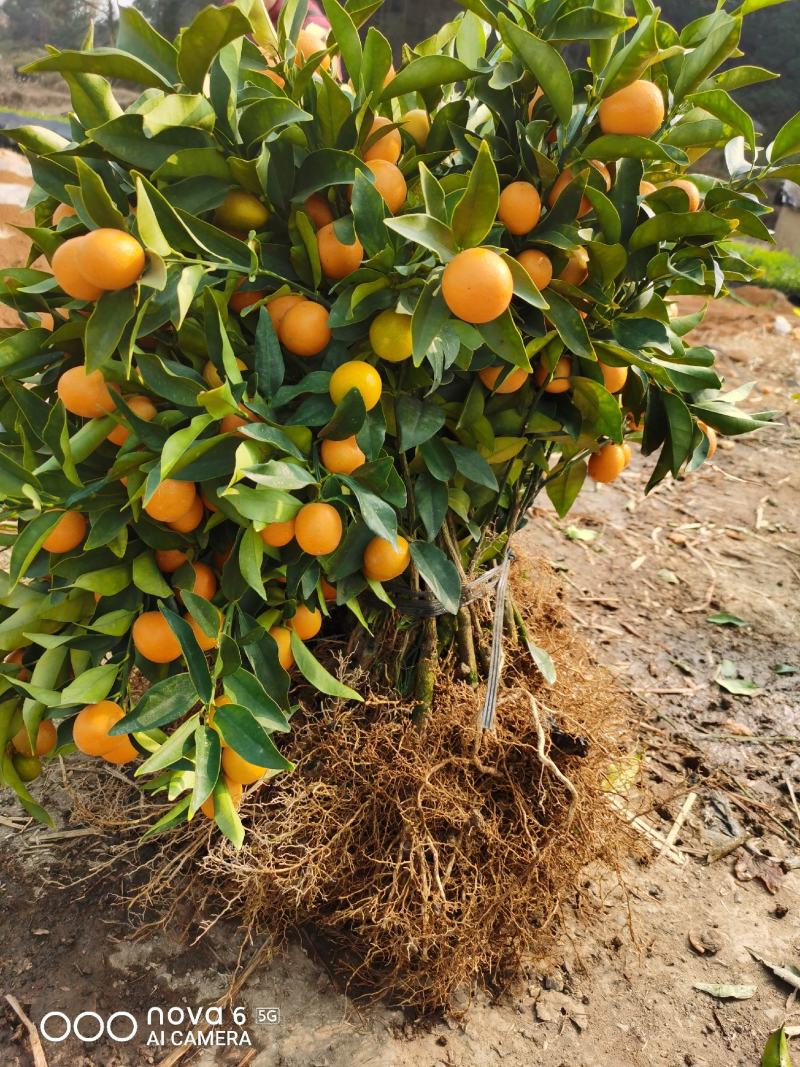 四季金桔苗脆皮金桔苗带果可直接食用可种植可观赏