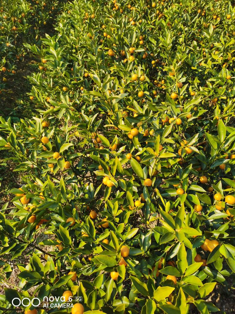 四季金桔苗脆皮金桔苗带果可直接食用可种植可观赏