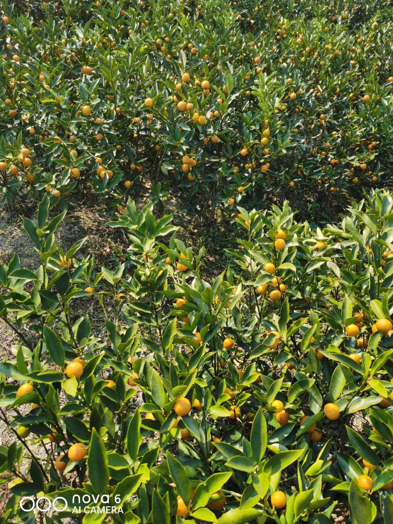 四季金桔苗脆皮金桔苗带果可直接食用可种植可观赏