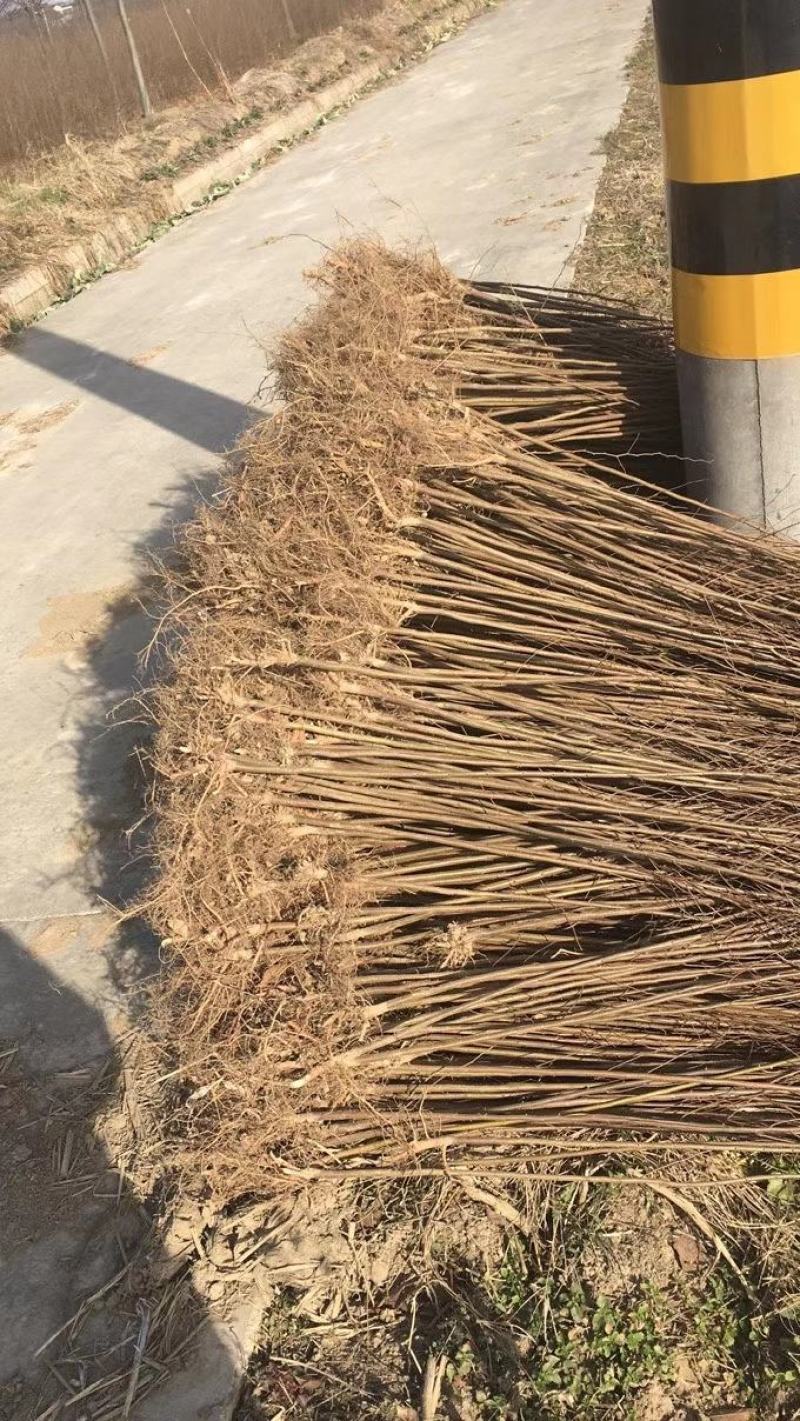 当年生红榉苗，适合生态造林，下苗圃培养卡苗