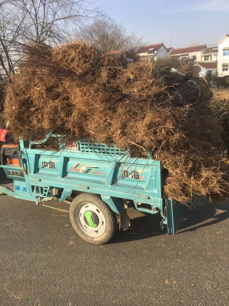 当年生红榉苗，适合生态造林，下苗圃培养卡苗