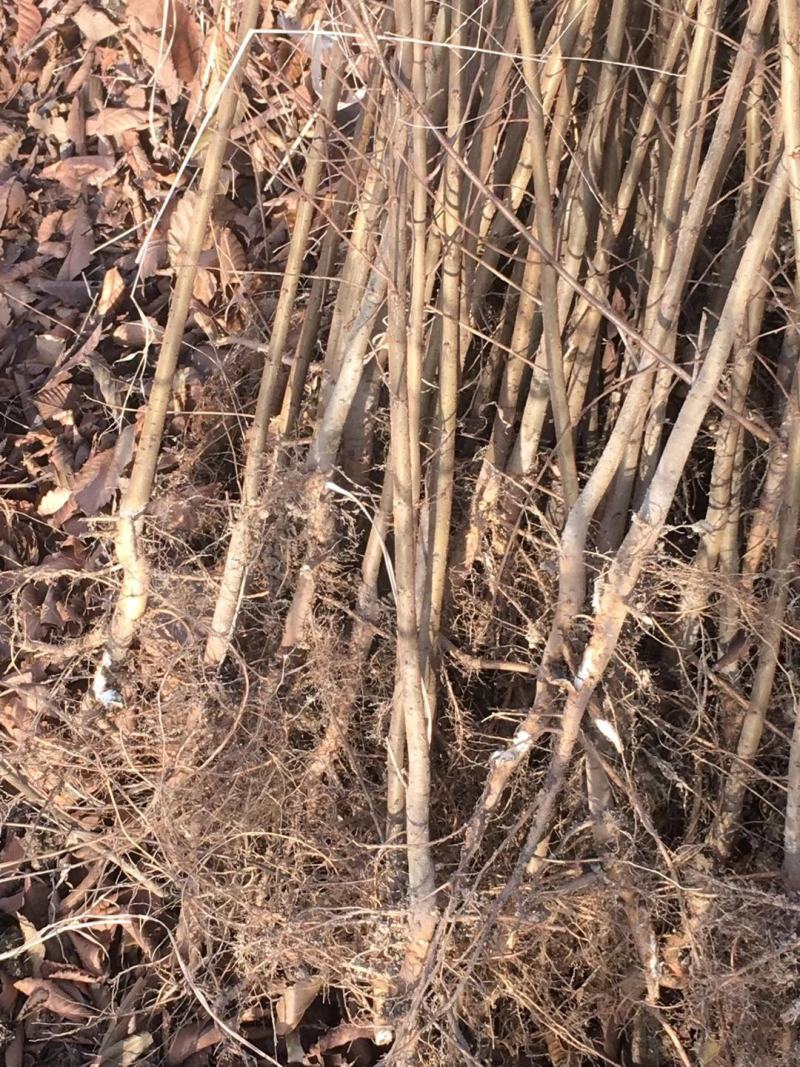 当年生红榉苗，适合生态造林，下苗圃培养卡苗