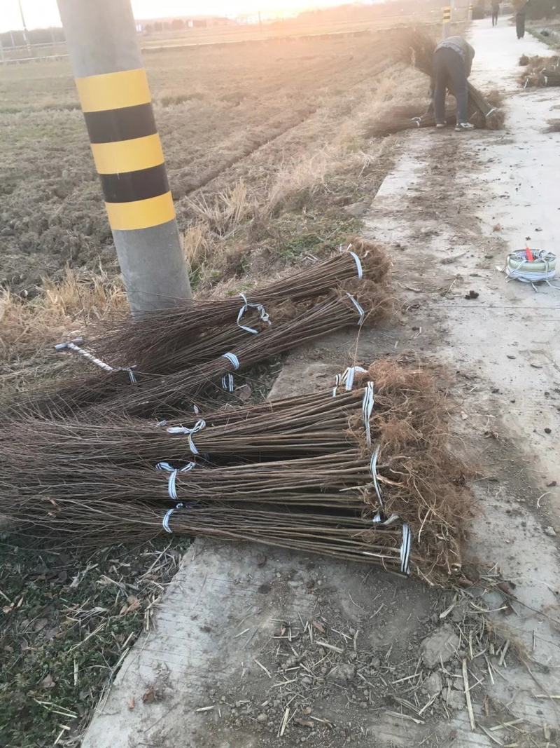 当年生红榉苗，适合生态造林，下苗圃培养卡苗