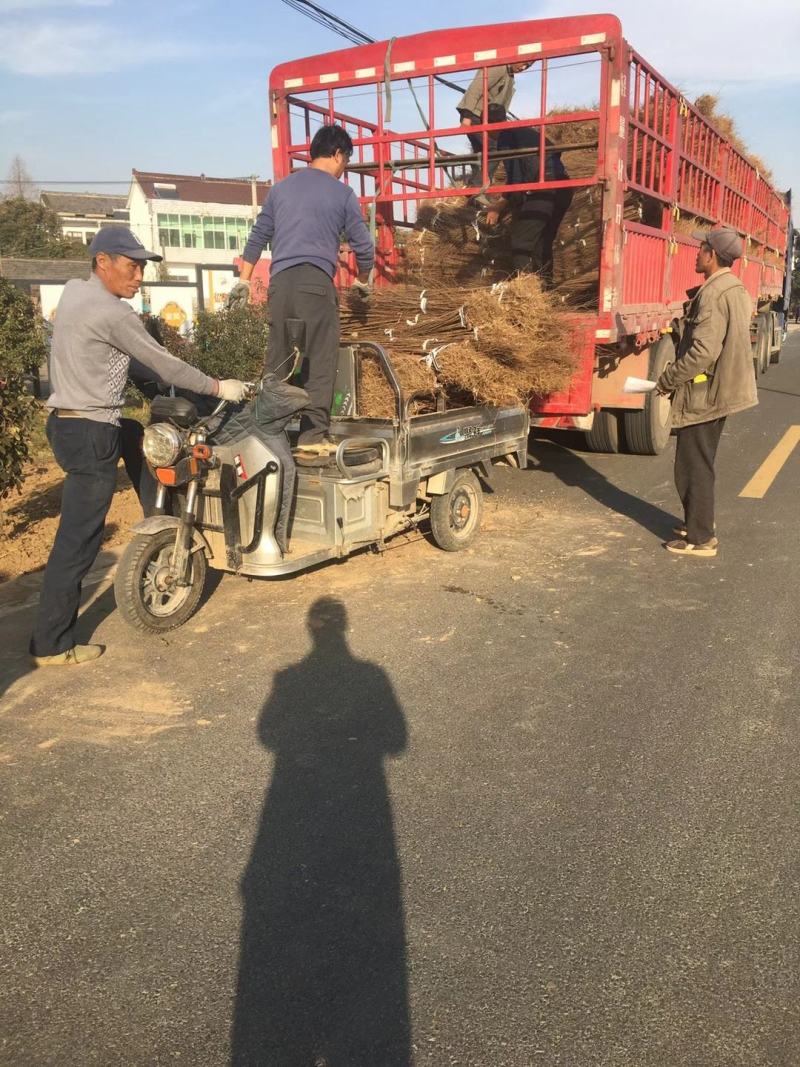 当年生红榉苗，适合生态造林，下苗圃培养卡苗