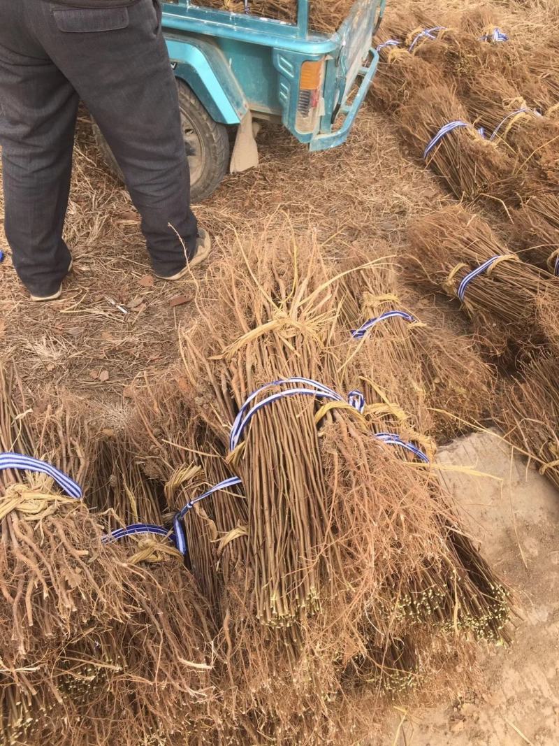当年生红榉苗，适合生态造林，下苗圃培养卡苗