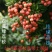 正宗增城仙进奉荔枝树苗挂绿荔枝树苗观音绿荔枝苗荔枝树