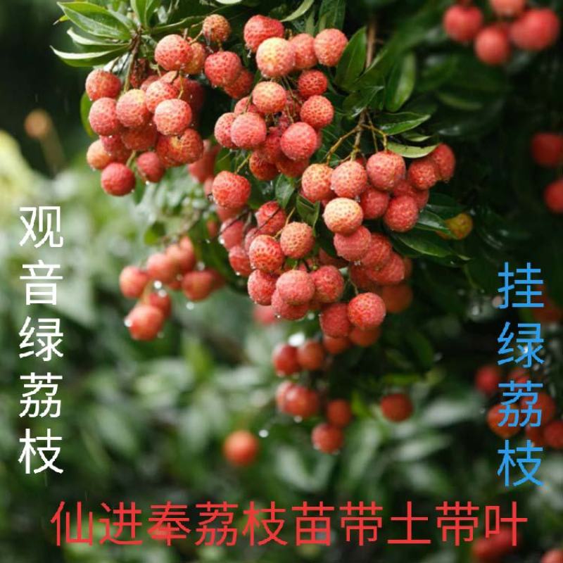 正宗增城仙进奉荔枝树苗挂绿荔枝树苗观音绿荔枝苗荔枝树