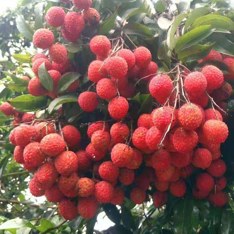 正宗增城仙进奉荔枝树苗挂绿荔枝树苗观音绿荔枝苗荔枝树