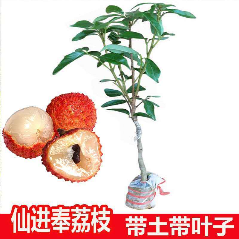 正宗增城仙进奉荔枝树苗挂绿荔枝树苗观音绿荔枝苗荔枝树