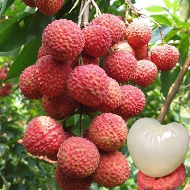 正宗增城仙进奉荔枝树苗挂绿荔枝树苗观音绿荔枝苗荔枝树
