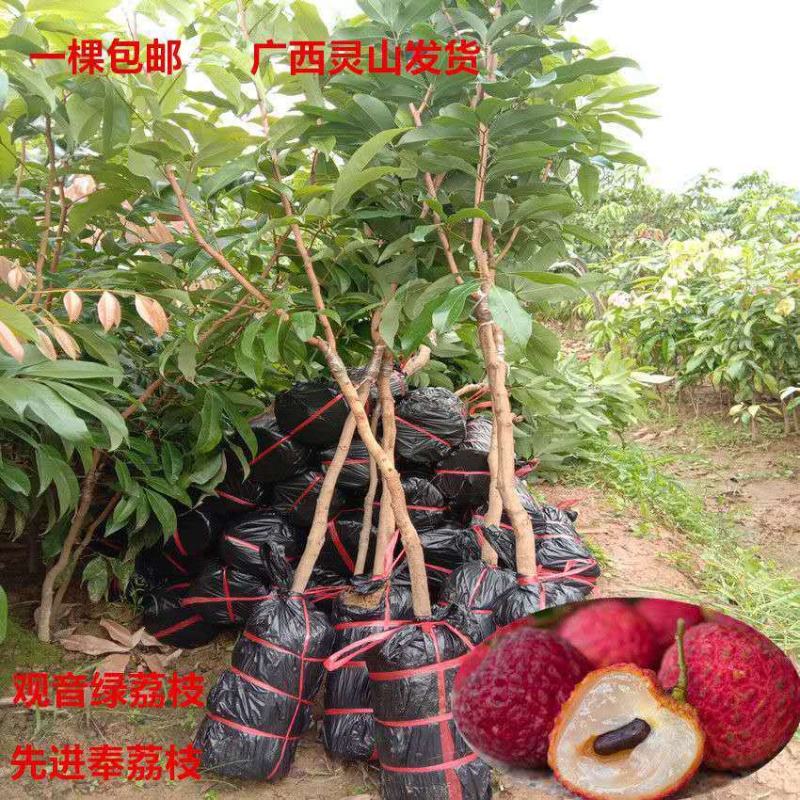 正宗增城仙进奉荔枝树苗挂绿荔枝树苗观音绿荔枝苗荔枝树