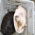 供应广西外塘养殖珍珠鳖种、山瑞
