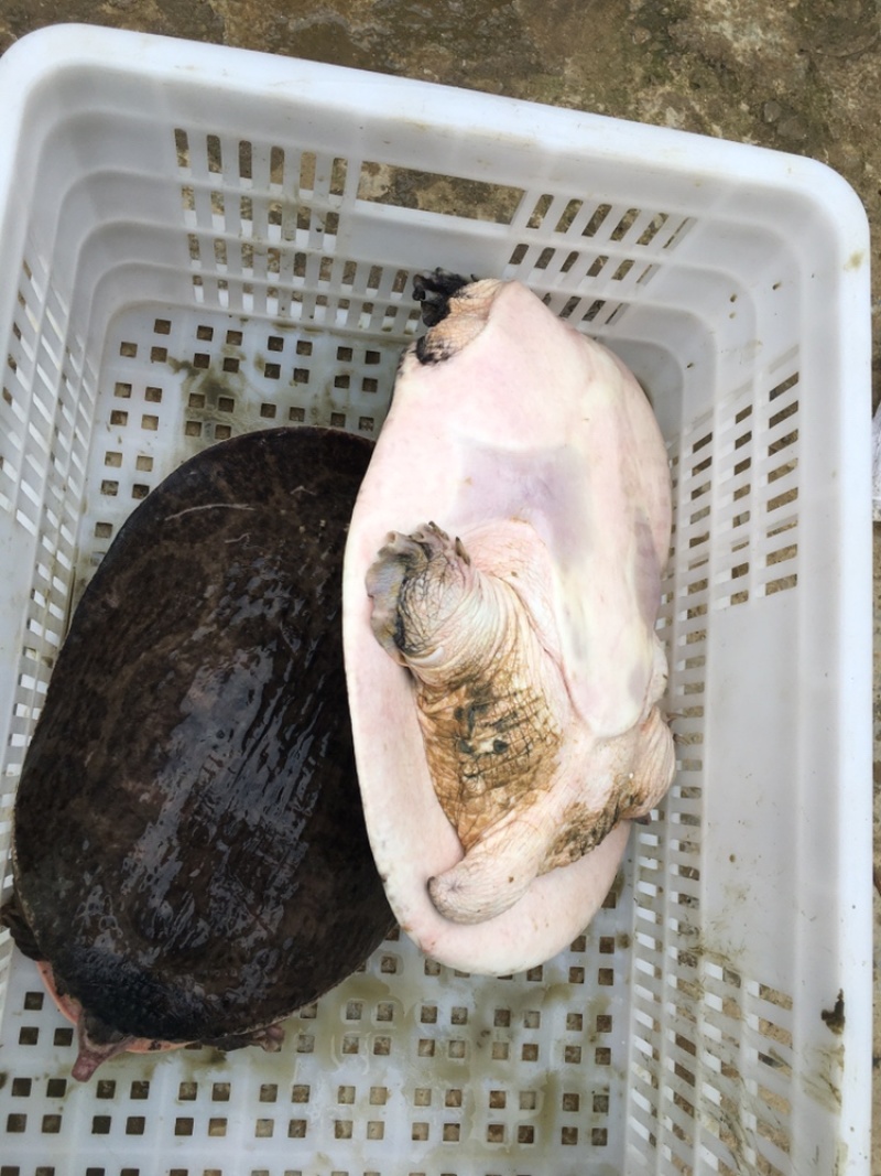 供应广西外塘养殖珍珠鳖种、山瑞