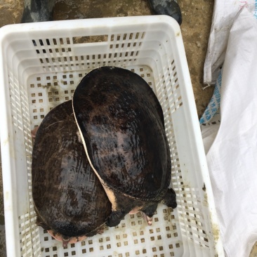 供应广西外塘养殖珍珠鳖种、山瑞