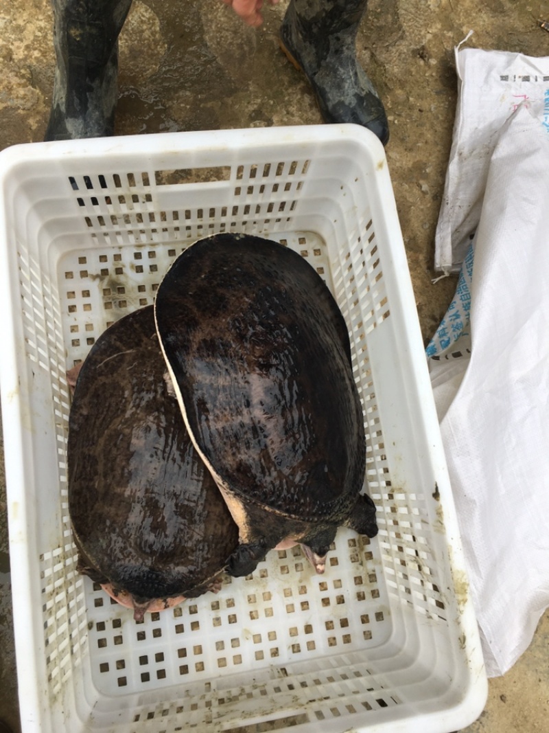 供应广西外塘养殖珍珠鳖种、山瑞