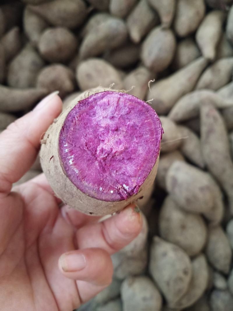 郴州高山紫薯很甜而且带粉沙味