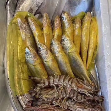 浙江一手海鲜大礼包出售