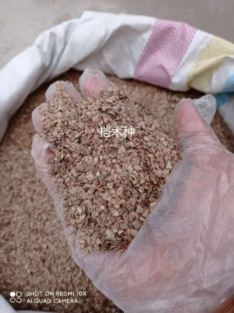 桤木树苗水冬瓜苗占地苗基地直发保湿发货另出售桤木树种子