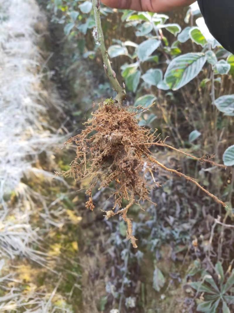 桤木树苗水冬瓜苗占地苗基地直发保湿发货另出售桤木树种子