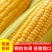现摘爆浆水果甜脆玉米棒新鲜可生食用6斤丿10斤整箱包邮。