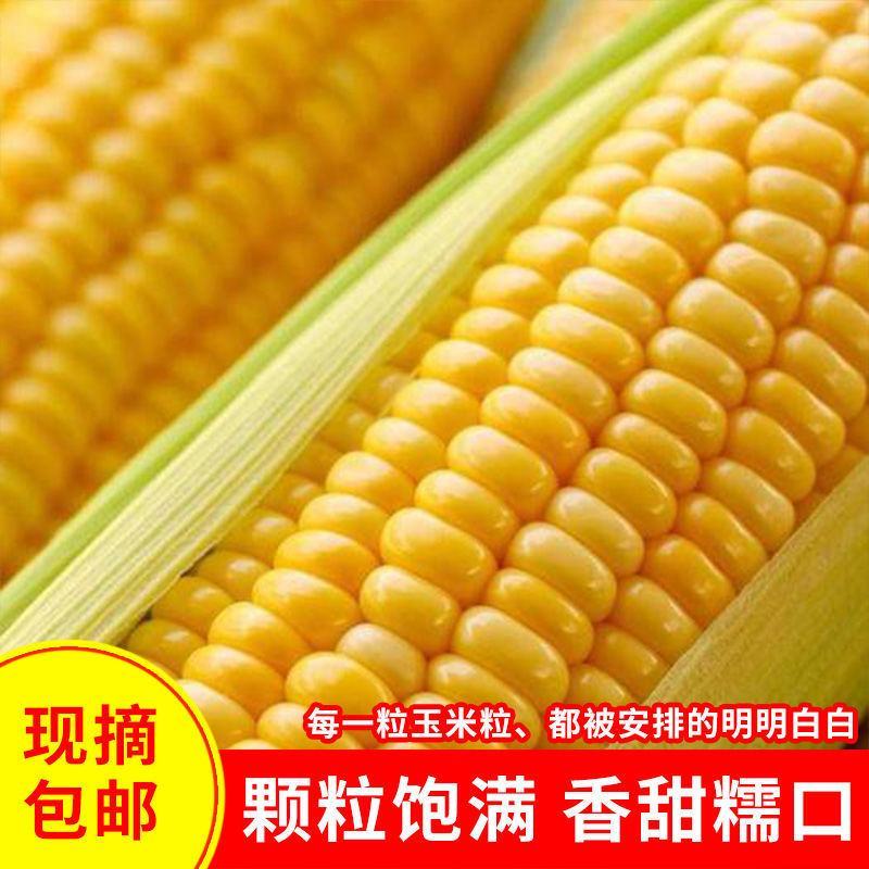 现摘爆浆水果甜脆玉米棒新鲜可生食用6斤丿10斤整箱包邮。