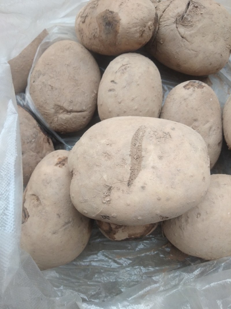 家种当归片甘肃定西药材种槙户