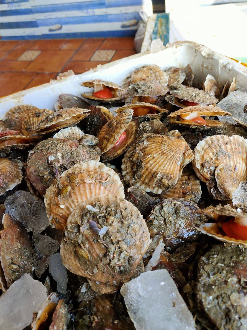 一零贝鲜活扇贝夏夷贝小规格10个左右/斤支持线上交易