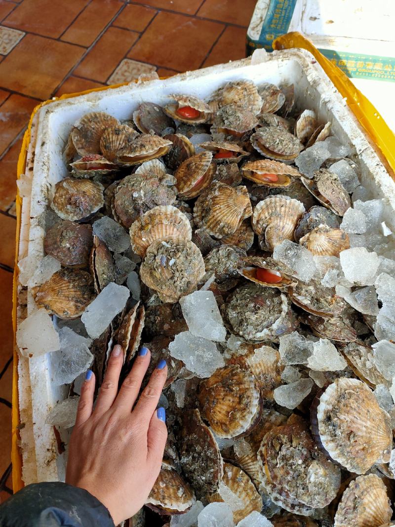 一零贝鲜活扇贝夏夷贝小规格10个左右/斤支持线上交易