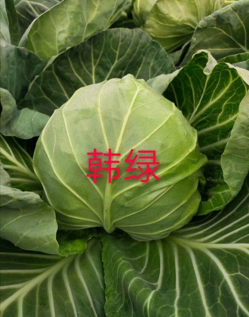 甘蓝苗鸿泽韩绿华耐春秋绿中绿等优质甘蓝包菜苗