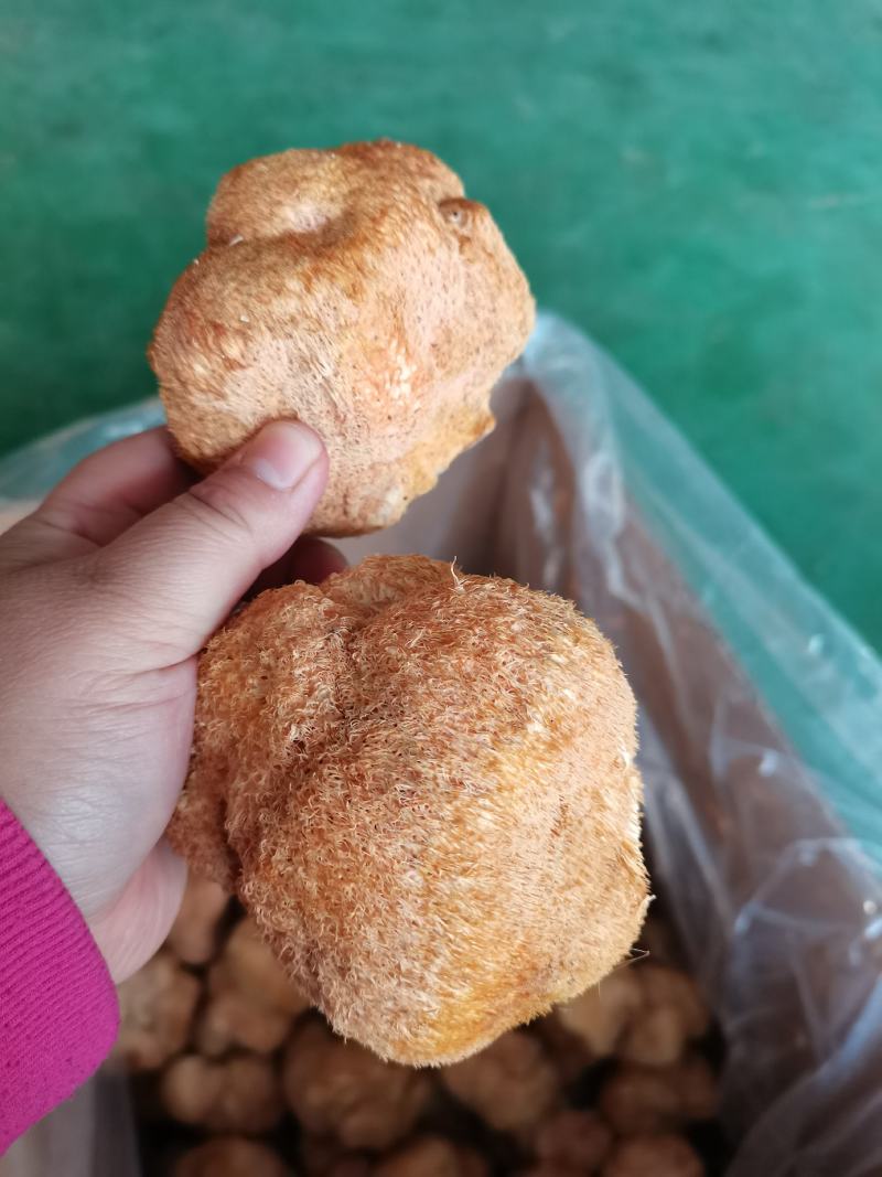 东北猴头菇食用菌干货8到10公分有机东北蘑菇