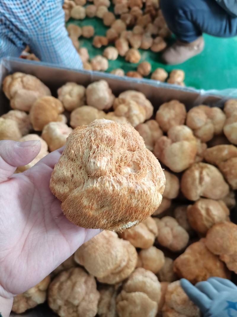 东北猴头菇食用菌干货8到10公分有机东北蘑菇