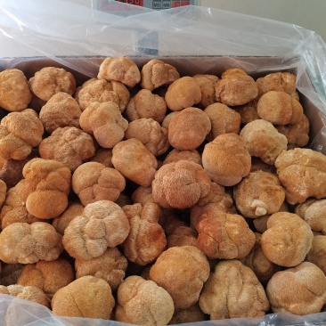 东北猴头菇食用菌干货8到10公分有机东北蘑菇