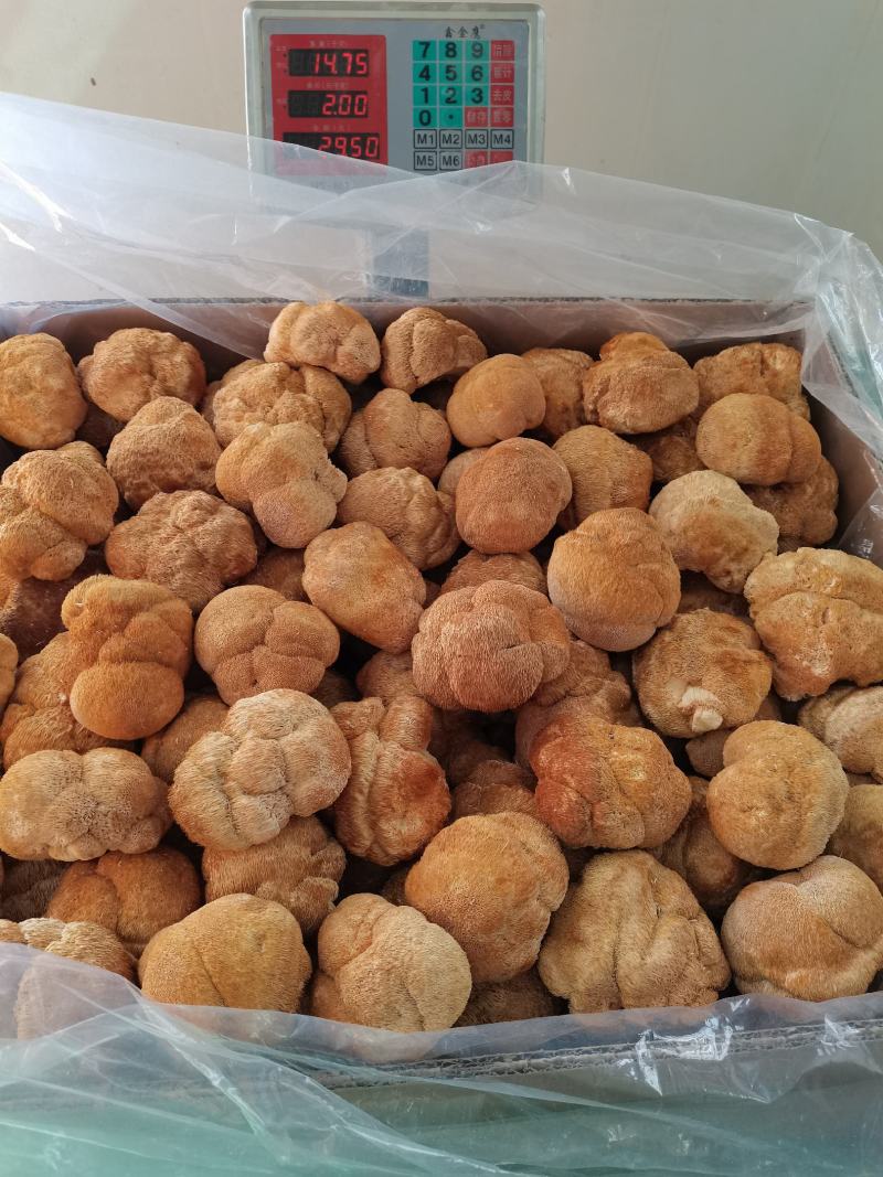 东北猴头菇食用菌干货8到10公分有机东北蘑菇